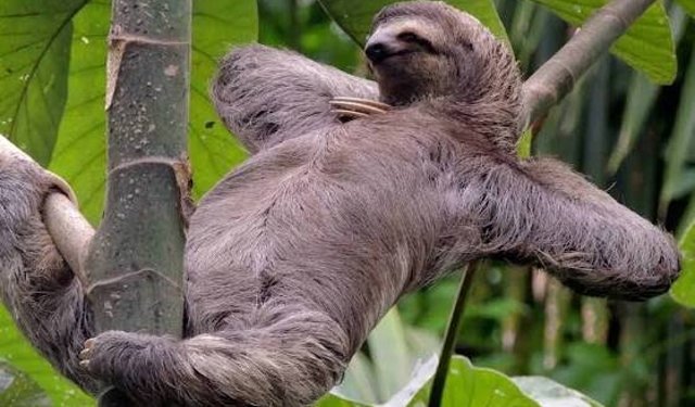 Tembel Misiniz Yoksa Üşengeç Mi? İşte Belirtiler