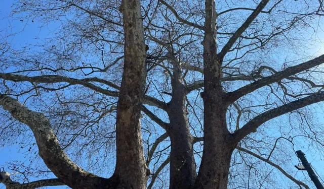 601 Yıllık Çınar Zamana Direniyor! Samsun’da Doğanın Sessiz Tanığı