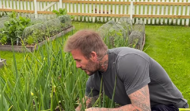 David Beckham Bahçesindeki Soğanları Hasat Etti!