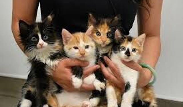Kedi Sahiplenmeden Önce Bilinmesi Gerekenler