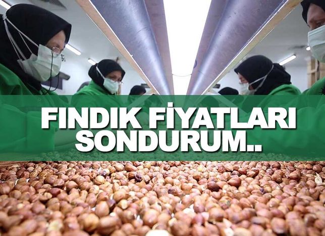 Güncel Samsun Fındık Fiyatları