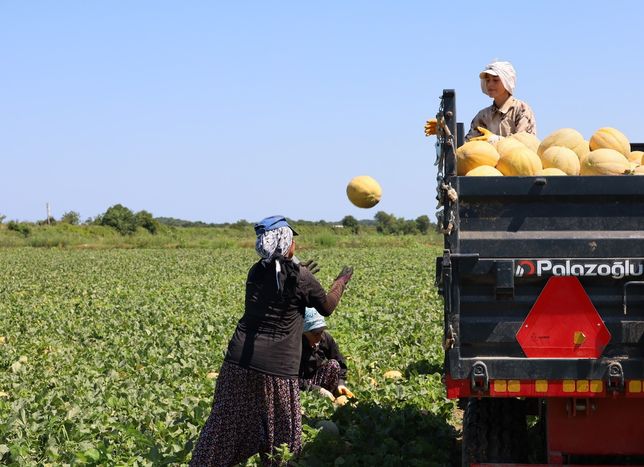 Bafra Ovası’nda Üretici Zarar Ediyor: Tarlada 2 TL, Markette 8,5 TL