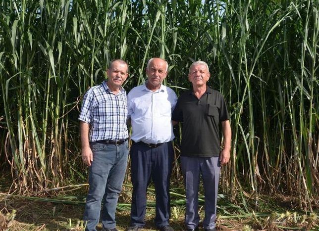 Bafra’da Maralfalfa Bombası: Tek Ekimle 15 Yıl Hasat Garantili!
