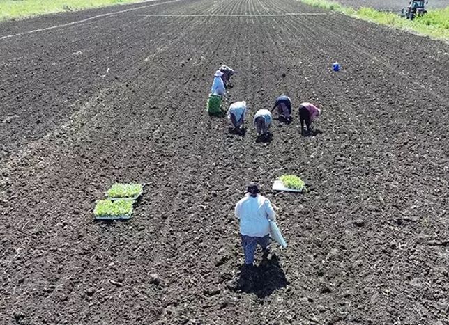 Bafra Ovası’nda Kışlık Sebze Seferberliği: Çiftçiye Destek, İşçiye 1500 TL Yevmiye