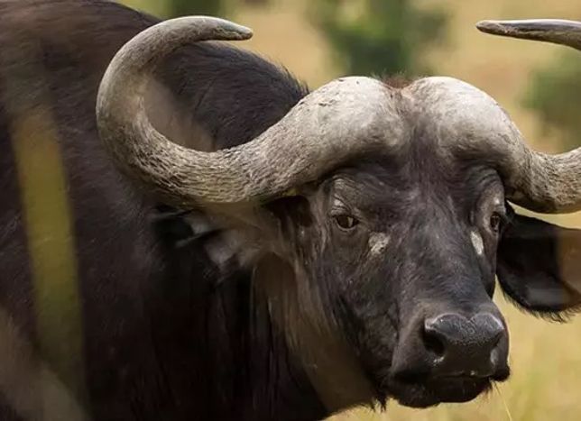 Samsun’da Duyulmadık Rekor - Köylerde Konuşulan Rakamlar Herkesi Şaşırttı