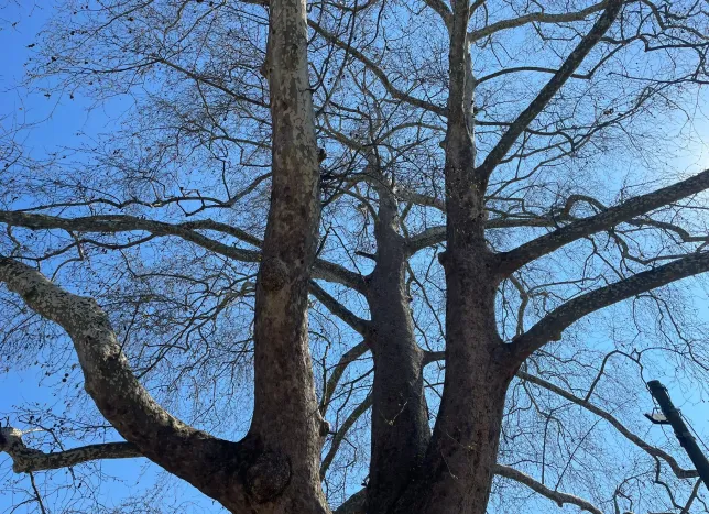 601 Yıllık Çınar Zamana Direniyor! Samsun’da Doğanın Sessiz Tanığı