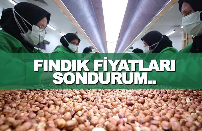 Güncel Samsun Fındık Fiyatları