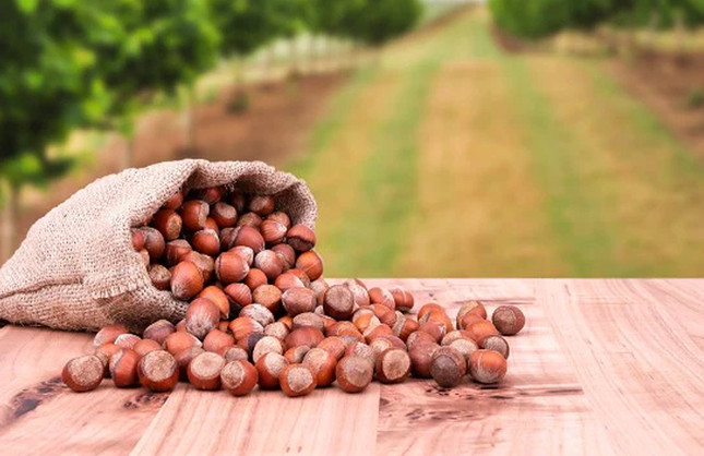 Samsun'da Fındık Piyasası Yanıyo! 4 Aralık Güncel Fiyatlar Şaşırttı
