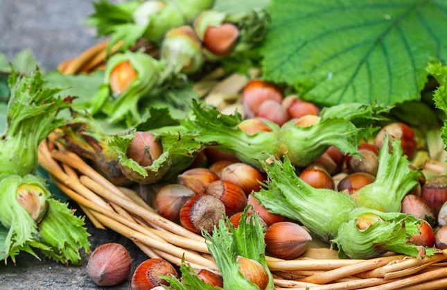 Samsun Fındık Fiyatları Açıklandı - 04 Kasım 2025