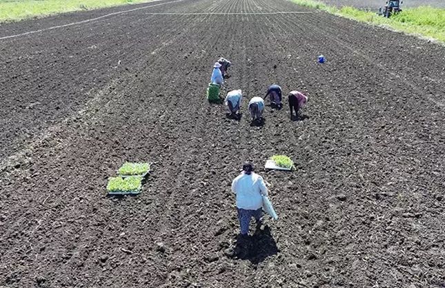Bafra Ovası’nda Kışlık Sebze Seferberliği: Çiftçiye Destek, İşçiye 1500 TL Yevmiye