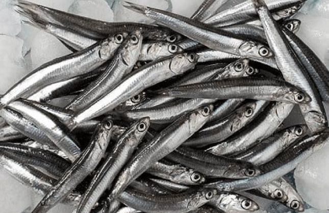 Balık Yemenin Faydaları Nelerdir? İşte Uzmanlardan Önemli Açıklamalar