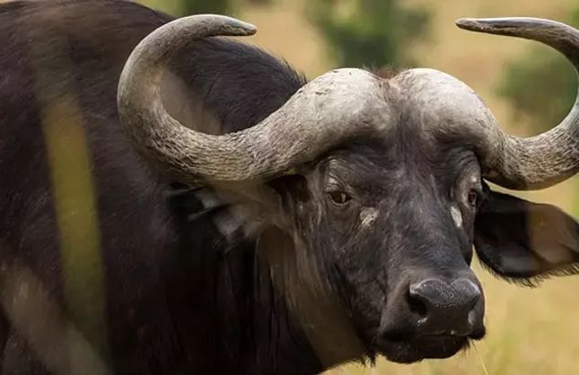 Samsun’da Duyulmadık Rekor - Köylerde Konuşulan Rakamlar Herkesi Şaşırttı