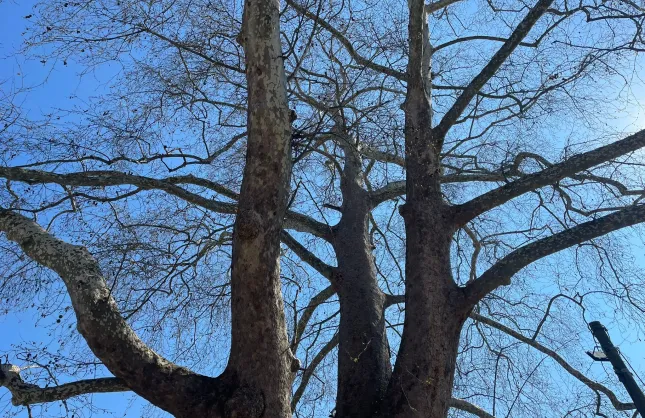 601 Yıllık Çınar Zamana Direniyor! Samsun’da Doğanın Sessiz Tanığı