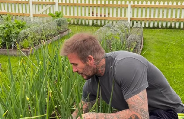 David Beckham Bahçesindeki Soğanları Hasat Etti!
