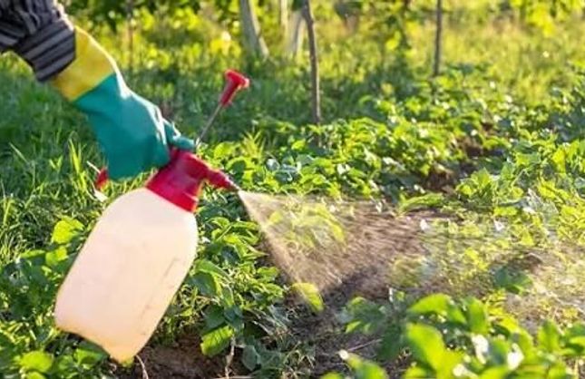 Günümüz Çağının En Büyük Tehlikesi: Pestisit’ten Kendimizi Nasıl Koruruz?
