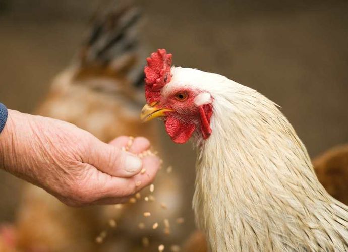 Mutfakta Tavuk Krizi - Ramazan Öncesi Zam Yapan Üreticiye Bakanlıktan İhracat Freni!