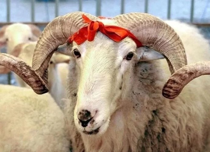 2026 Kurban Bayramı Tatili 9 Gün Olur mu? Bayram Tatili Ne Zaman Başlıyor?