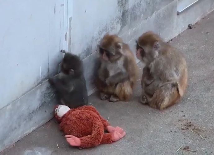 Dünyayı Ağlatan Yavru Maymun Punch’ta Mutlu Son: Peluş Oyuncağı Bıraktı, Gerçek Bir Aile Buldu!