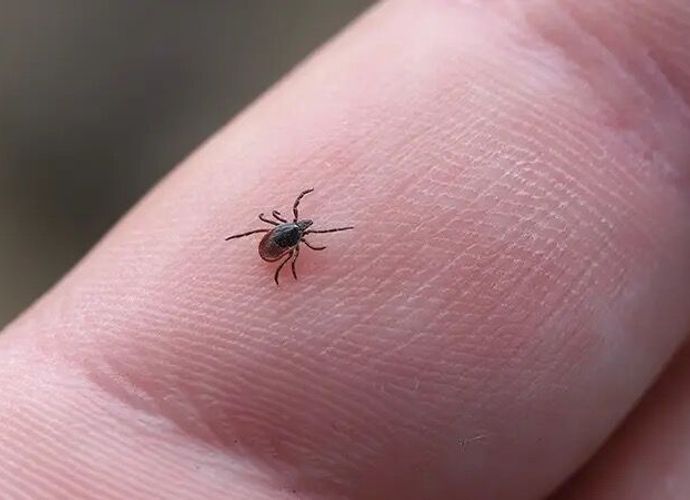 Kene Isırınca Sakın Bunu Yapmayın - Uzmanların En Çok Uyardığı Hata Meğer Riski Artırıyormuş