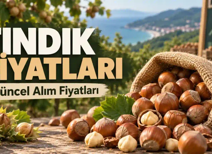 Fındık Fiyatları Bugün Ne Kadar? 22 Ekim Ordu, Giresun, Samsun ve Düzce'de Son Durum