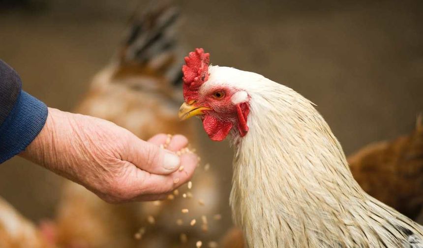 Mutfakta Tavuk Krizi - Ramazan Öncesi Zam Yapan Üreticiye Bakanlıktan İhracat Freni!