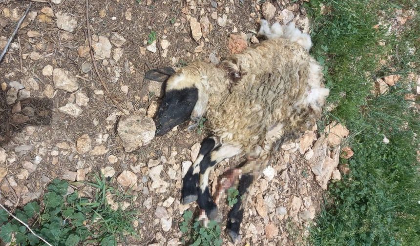 Tunceli’de sürüye saldıran kurt, çok sayıda koyunu telef etti