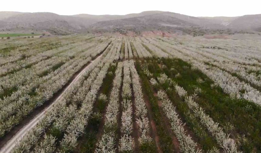 Yozgat’ta baharın gelmesiyle çiçek açan binlerce meyve ağacı havadan görüntülendi