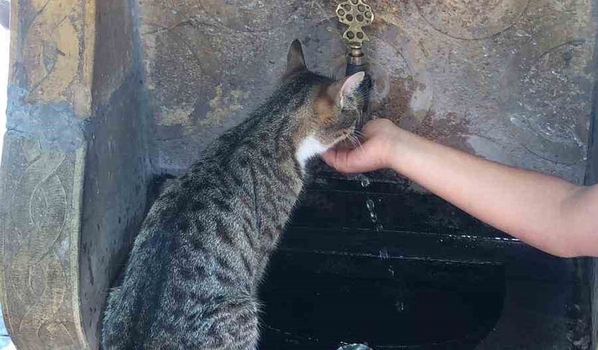 Susayan kediye elleri ile su içirdi