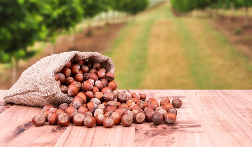 Samsun'da Fındık Piyasası Yanıyo! 4 Aralık Güncel Fiyatlar Şaşırttı