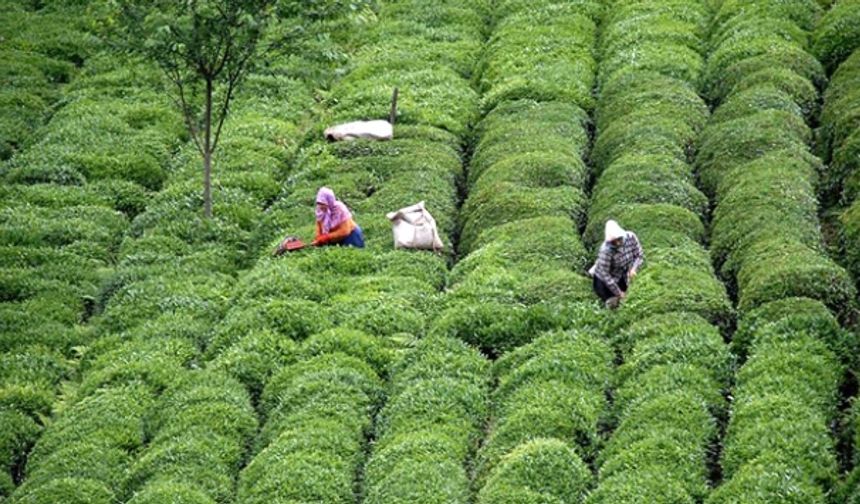 Çay dalında dondu, çiftçiler kara kara düşünüyor