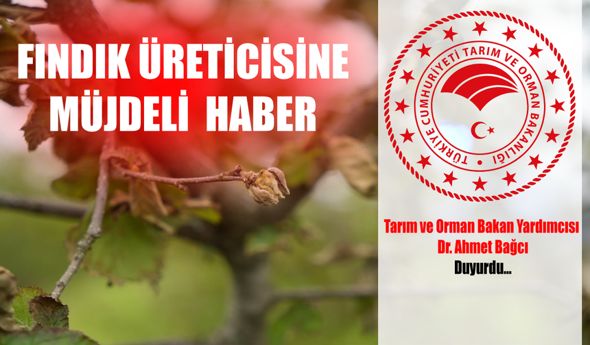 Fındık Üreticilerine Müjde: Devlet Destek Geliyor!