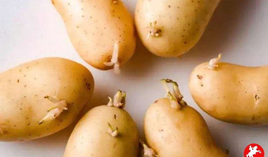 Patates, Soğan ve Sarımsağın Filizlenmesi Tehlikeli mi? Gerçekleri Öğrenin!