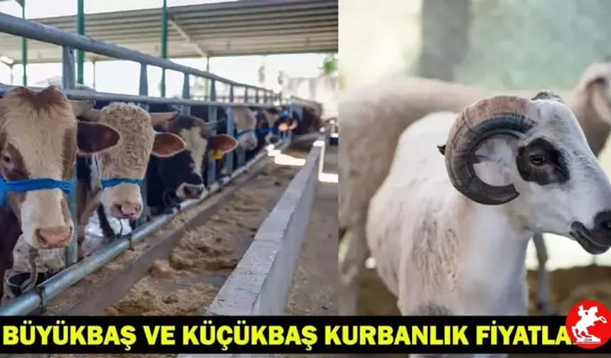 Güncel Kurban Bayramı Büyükbaş ve Küçükbaş Kurbanlık Fiyatları
