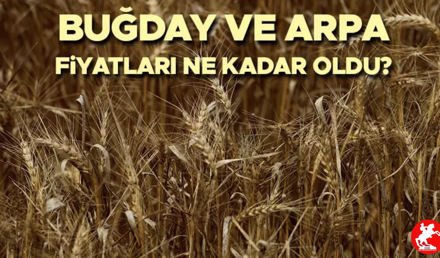 📉 Arpa ve Makarnalık Buğdayda Fiyat Düşüşü, Yulaf Geriledi: İşte Güncel Ton Başına Rakamlar
