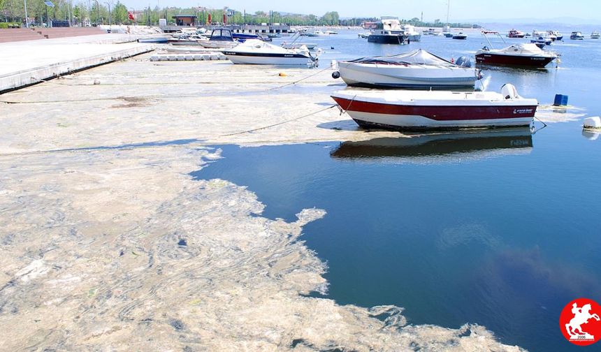 Beykoz Açıklarında Müsilaj Artışı: Deniz Çayırlarında Endişe Verici Gelişme