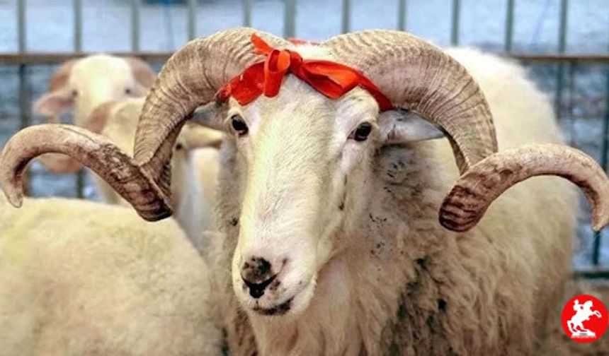 Kurban Bayramı Ne Zaman? Kurban Bayramı Tatili Kaç Gün?