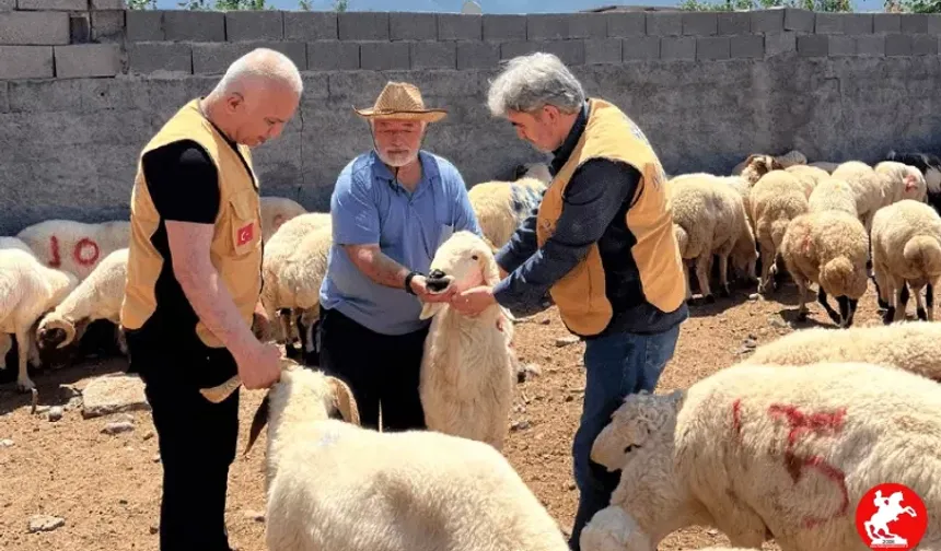 Yurtdışı Kurban Bağışı: İhtiyaç Sahiplerine Ulaşmanın Köprüsü