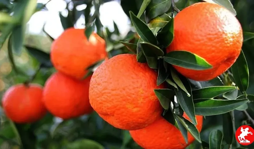 Mandalina Çiçeği Festivali için geri sayım başladı
