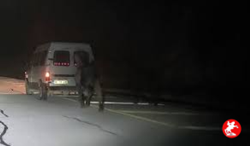 Sivas'ta şok görüntü: Atları araca bağlayarak koşturdu