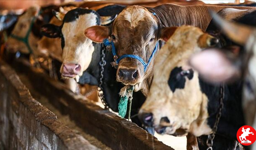 2025 vekalet ile kurban kesim bedeli açıklandı