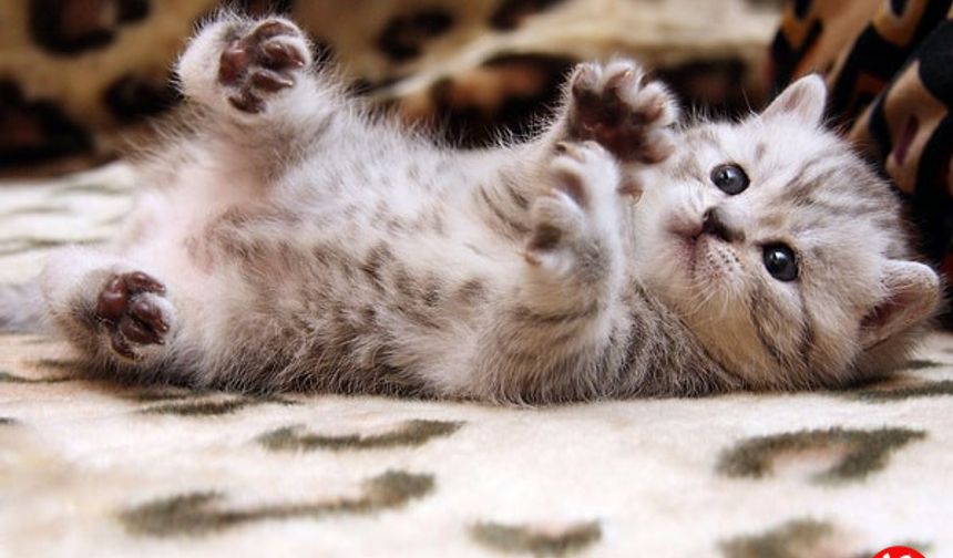 Rüyada Kedi Görmek ne demek? I Anlamı ve Yorumu