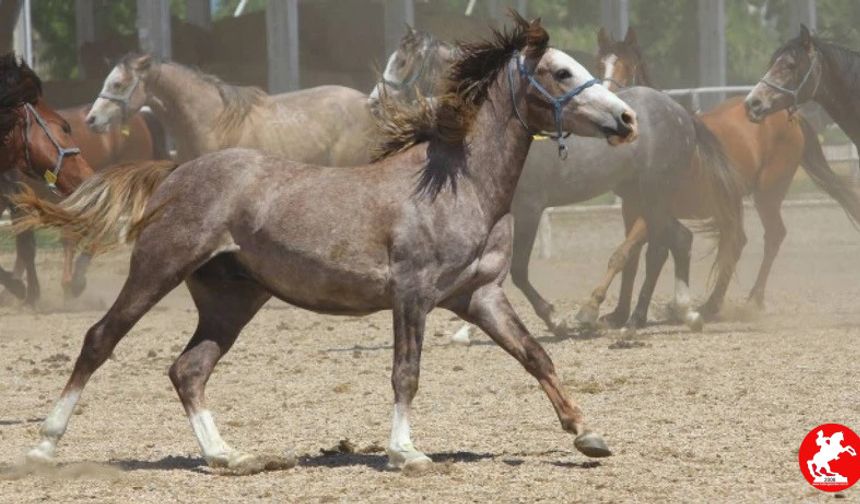 Baba Mevlüt’ün Spermaları Altınla Yarışıyor Herkes Alabilecek mi