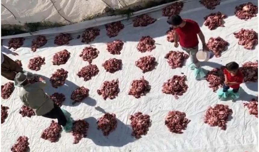 Yüksekova’da Kurban Paylaşımı: Tüm Köy Halkına Eşit Dağıtım