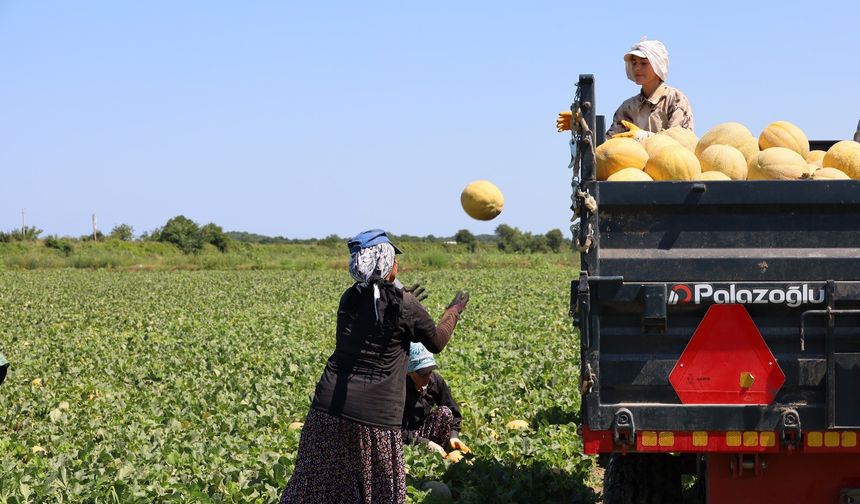 Bafra Ovası’nda Üretici Zarar Ediyor: Tarlada 2 TL, Markette 8,5 TL