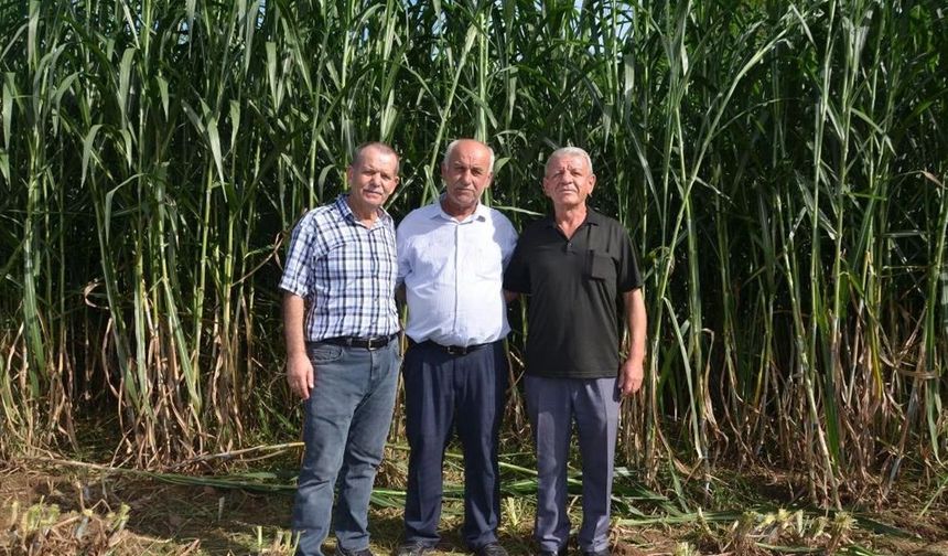 Bafra’da Maralfalfa Bombası: Tek Ekimle 15 Yıl Hasat Garantili!