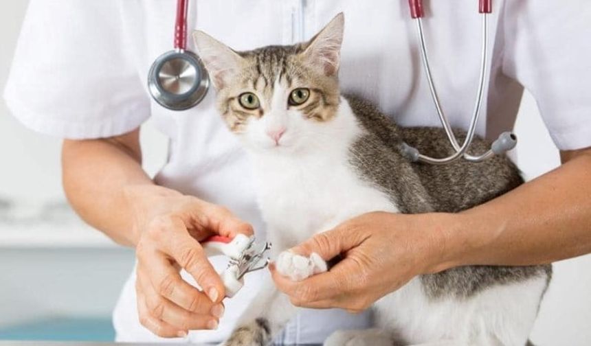 Devlet Veteriner Maaşları Ne Kadar?