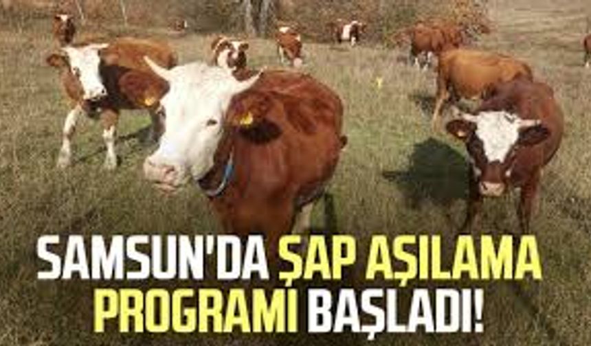 Samsun’da 2026 Şap Aşılaması Başladı: Büyükbaş Sevklerinde Yeni Dönem