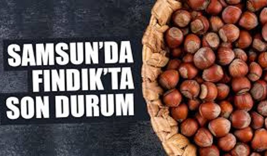 Fındık Fiyatları 8 Aralık 2025: Karadeniz’de Yükseliş Devam Ediyor