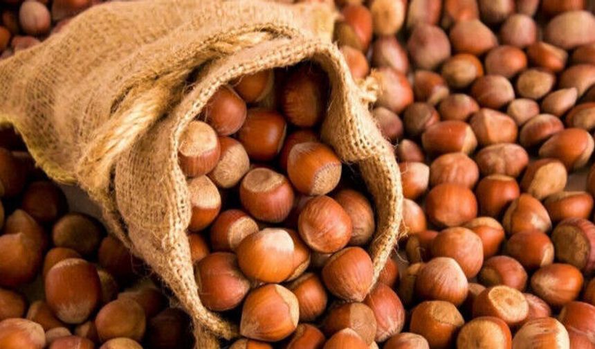 3 Ağustos Karadeniz Güncel Fındık Fiyatları Ne Kadar Oldu?