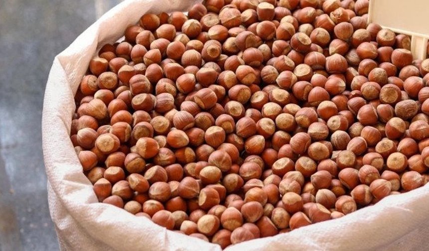 15 Mayıs Cuma Güncel Fındık Fiyatları: Karadeniz Serbest Piyasasında Yeni Rakamlar Netleşti